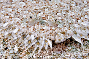 Sand Dab by Stuart Ganz 
